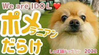 陽気なアイドル★ポメラニアンだらけ【しっぽ舗】2022年7月