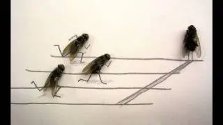 La mouche - Michel Polnareff