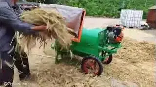 گندم پاک اصلی 