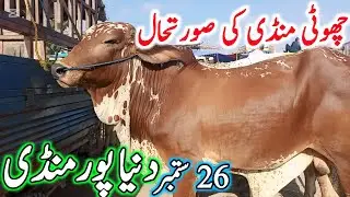 Duniya Pur Cow Mandi || Sahiwal Cholistani Bachre || Cow Mandi 2025 || Chand TV Punjab Farming🔥