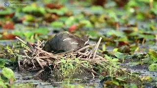 Moorhen nest (Common Gallinule)
