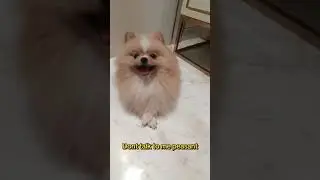 High class dog #pomeranian #doggielife #dogfood #pets #funnypets #dogbreed