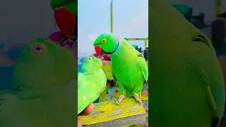 Parrot kiss her baby😍 # Talking parrot video😱 #viralvideo #shorts #trending #talkingparrot #funny