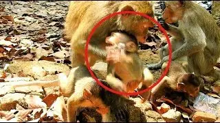 So Sad...,Mom Gladdis bite baby Bronx so bad, Baby Monkey Bronx much hurt Crying Seizures.