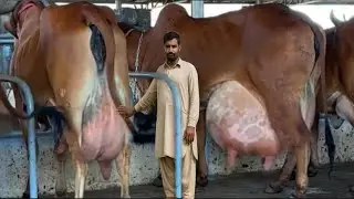 Indean Gir Cow & Girlando Cows || Highest Milking Cow's 