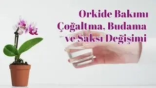 Orkide Bakımı Nasıl Yapılır? &Ccedil;oğaltma, Budama ve Saksı Değişimi İpu&ccedil;ları!