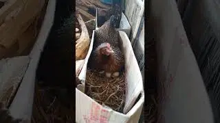 Local hen hatch#shorts