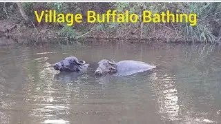 Village  Buffalo Bathing !   🐃