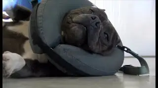 THE FRESNO BULLY RESCUE