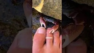 Listen to SATISFYING Crab ASMR 🦀🦶😱✨#shorts