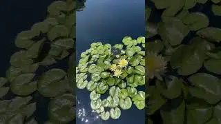 Video#68 Botanical Garden in Denver, Colorado