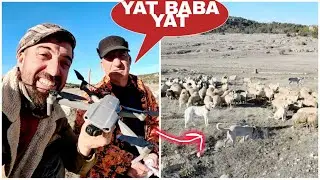240 KOYUNU KÖPEKLERE VE DRONA BIRAKTIK~BİZ YATIYORUZ~PİSKOPAT EKMEK ÇALDI~SON ÇAMUR