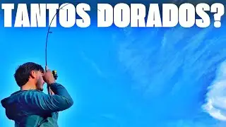 🤯INVASI&Oacute;N de DORADOS en el PARAN&Aacute;‼️