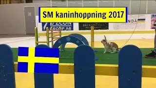 SM 2017 kaninhoppning ||Vlogg