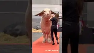 Este b&uacute;falo vale m&aacute;s que una mansi&oacute;n.😱 #shorts #viralshorts #buffalo