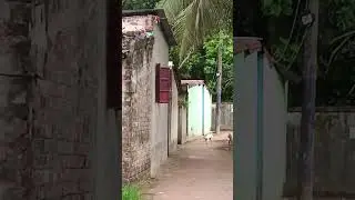 হঠাৎ কালো কুকুরের লড়াই 🐕⚡ | Unexpected Dog Fight Moment