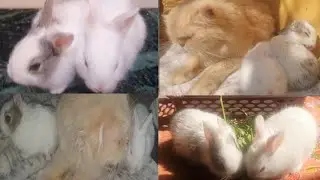 Honey Bunny and Momo story #rabbit #cat #pets 
