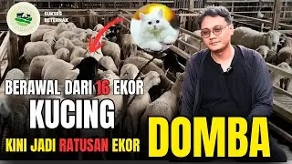 PENGEMBANGAN BIBIT UNGGUL DOMBA DI LAMPUNG