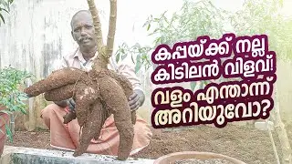 കപ്പ കൃഷിയിൽ മികച്ച വിളവ് നേടാൻ ഈ വഴികൾ പരീക്ഷിക്കൂ! | Tapioca Farming Tips | Kappa Krishi Malayalam
