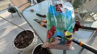 Peaceful Backyard Morning | Feeding Birds & Growing Garlic 🌱