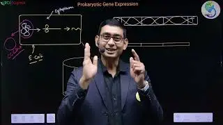 Lac Operon : Gene Expression Regulation in Prokaryotes #Biology #neet