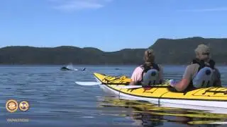 Kayak with Killer Whales at Ecosummer's Orca Camp