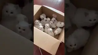 what would do if you had 40 baby kitty cats,#cutecats #kittyface,#cat #catlovers,#kittens,