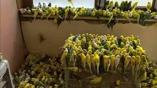 SALMADAKİ DİŞİLERİN ARASINA ERKEK ATTIM!! (Dişiler Erkek İ&ccedil;in Kavga Etti)