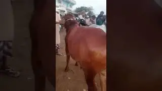 Karachi Malaysia Monday January Monday video