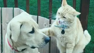 When Your Dog Is The Most Patient Big Brother 🥰❤️ |  10 Minutes of Funny Dogs