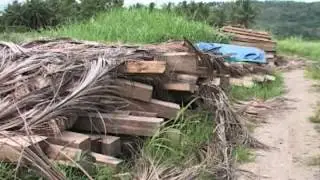 ARMM's forest cover grows by 6.8%