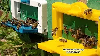 BEES BUZZING | Sound Effect , Bee Sound Effect [High Quality] SWARMING BEES