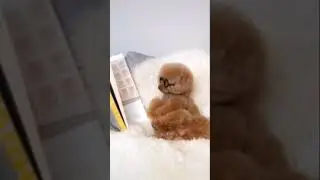 🤓 nerd puppy #shorts#youtubeshorts#trending#tiktok#compilation#viral#status#animals#2021#animals