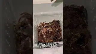 BABY TARANTULA FEED + MOLT REMOVAL #tarantula #shorts