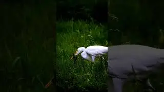Beautiful White Egret Bird in Green Nature #WhiteEgret  #BeautifulBirds #BirdShorts #BirdPhotography