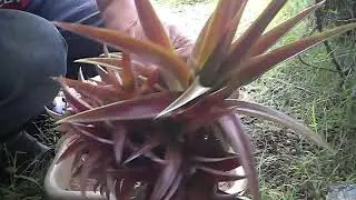 怪物パイン・分身の術 Breeding of monster pineapple crown