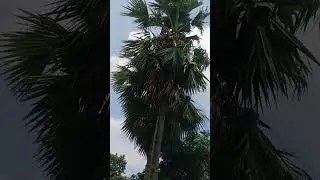 tarkun plant ☘️# ice apple tree #palmyra palm #birdsong