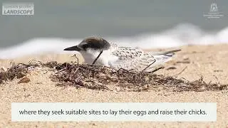 Species profile: Fairy Tern