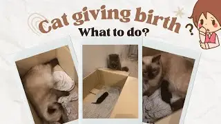 My Cat gave birth for the first time. Stages of Labor -Tail First! (Frappe)