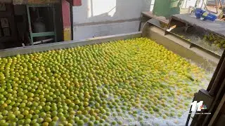 Home Grown: Citrus packing