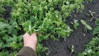 Геліантекс як послідній шанс.