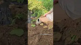 0701 감자 수확ㅣ농부 공윤수