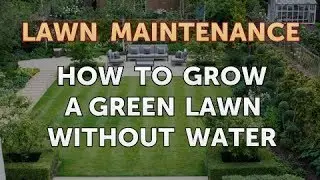 How to Grow A Green Lawn Without Water
