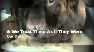 McKinney Animal Hospital | Call 469-507-2433