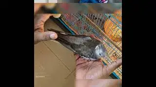 WF Grey#Patchless#@cockatiel_ParadiseWings#