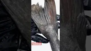 #чернаятреска #угольнаярыба #black #fish #рецепт #рыбный #seaview #готовка #chef #grill #fishery