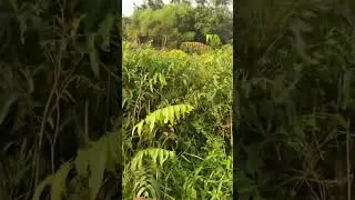 In Sabah culture this type of Vegetables we call it Sayur Lombiding . #reelsvideo #borneo