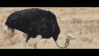 Ostrich sound effect|The largest bird