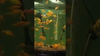 #water #fish #status #story #star #wow #world #comedy #child #kids #cauple #alone #seenon