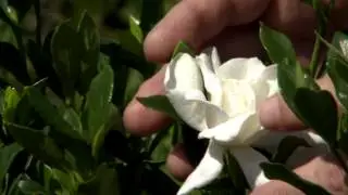 Don't prune gardenias until late May, early June